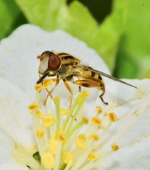 Anasimyia anausis