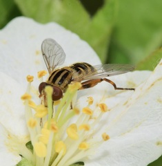 Anasimyia anausis