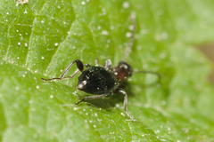 Anthelephila pedestris