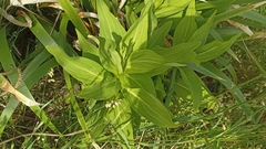 Solidago azorica