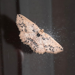 Isochromodes bellona