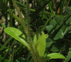 Bellis annua