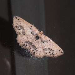 Isochromodes bellona