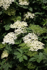 Sambucus nigra