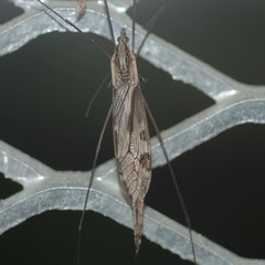Tipula coquilletti