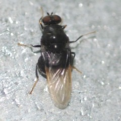 Craspedometopon basale