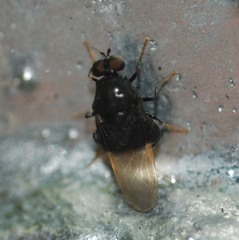 Craspedometopon basale