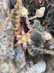 Graptopetalum