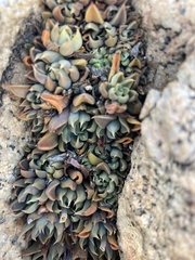 Graptopetalum