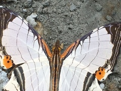 Cyrestis nivea nivalis