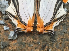 Cyrestis nivea nivalis