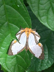 Cyrestis nivea nivalis