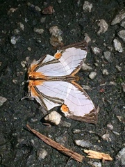 Cyrestis nivea nivalis