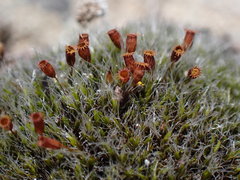 Coscinodon calyptratus