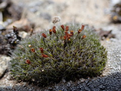 Coscinodon calyptratus