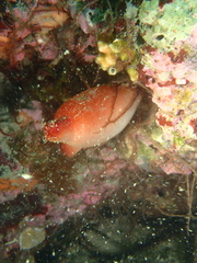 Halocynthia papillosa