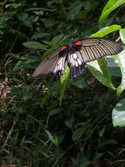 Papilio memnon agenor