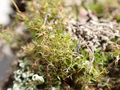 Leptobryum pyriforme