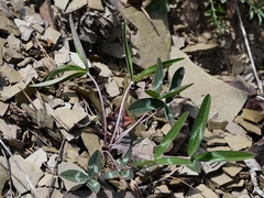 Trifolium virginicum