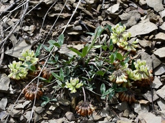 Trifolium virginicum