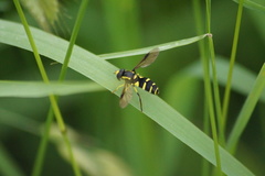 Xanthogramma pedissequum