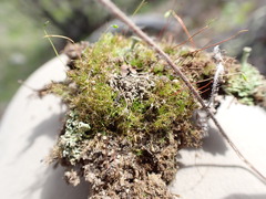 Leptobryum pyriforme