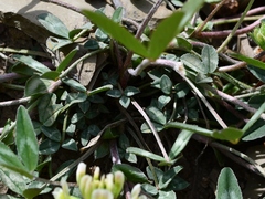 Trifolium virginicum