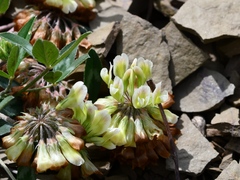 Trifolium virginicum
