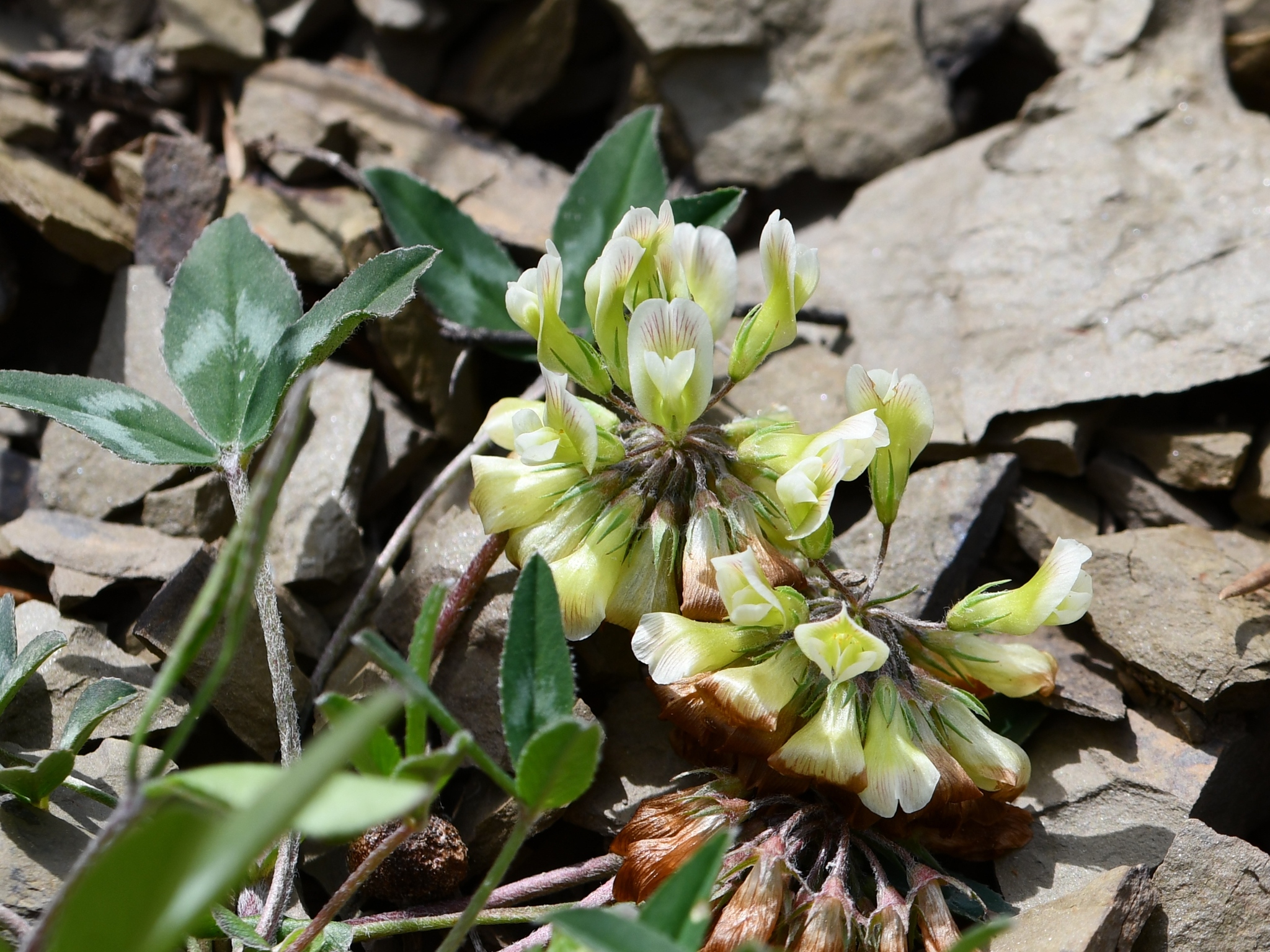 Trifolium virginicum
