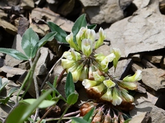 Trifolium virginicum