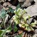 Trifolium virginicum - Photo (c) Jeremy Collison, algunos derechos reservados (CC BY-NC), subido por Jeremy Collison