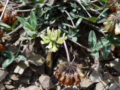 Trifolium virginicum