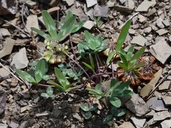 Trifolium virginicum