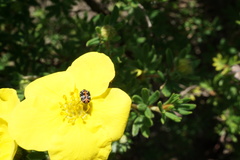 Anthrenus scrophulariae