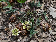 Trifolium virginicum
