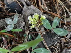 Trifolium virginicum