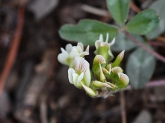 Trifolium virginicum