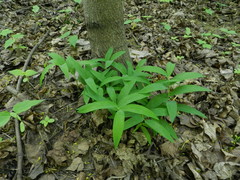 Polygonatum odoratum