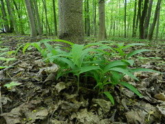 Polygonatum odoratum