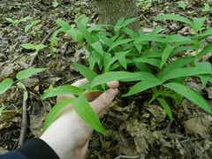 Polygonatum odoratum