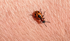 Crioceris quinquepunctata