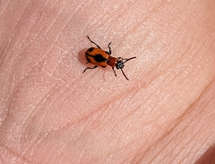 Crioceris quinquepunctata