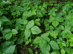 Fragaria moschata