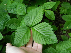 Fragaria moschata