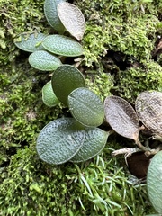 Specklinia
