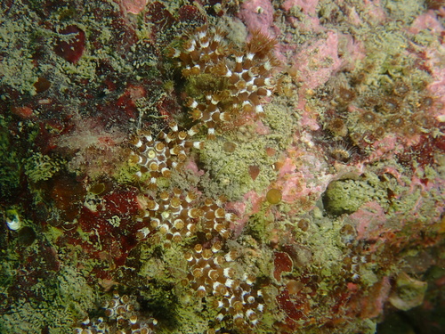 Maasella edwardsi
