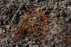 Selaginella sibirica
