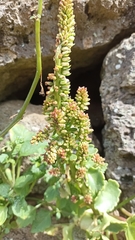 Umbilicus horizontalis