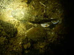 Cottus gobio