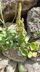 Umbilicus horizontalis